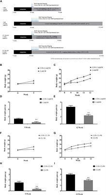 Adult Hippocampal Neurogenesis Can Be Enhanced by Cold Challenge Independently From Beigeing Effects